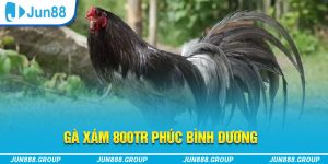 Gà xám 800tr phúc bình dương